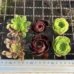 アエオニウム 知否含む 4種カット苗セット① - メルカリ
