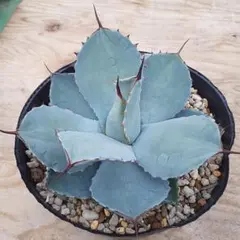 2025年最新】アガベ パリートランカータの人気アイテム - メルカリ