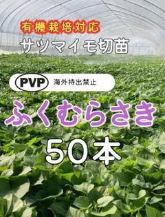 2026年最新】ふくむらさき 苗の人気アイテム - メルカリ