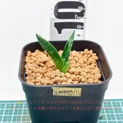 美株　希少　サンスベリアビューティークイーン　中株　レア　鉢ごと　メルカリ便① メルカリ