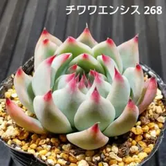 チワワエンシス 268 エケベリア 多肉植物 抜き苗