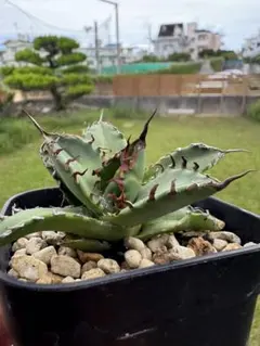 青葉 オテロイ実生 子株 - メルカリ