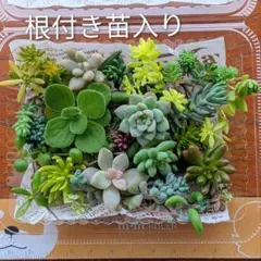 2025年最新】多肉植物 苗セットの人気アイテム - メルカリ