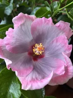 Nana☆即購入OK様 リクエスト 3点 まとめ商品