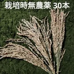 稲穂　ドライ　30本