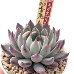 2025年最新】ミックスベリアの人気アイテム - メルカリ