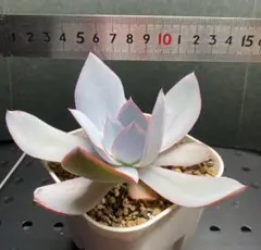 エメ様 リクエスト 2点 まとめ商品