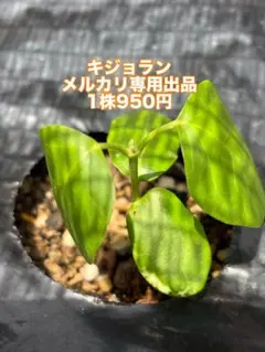 キジョラン1株のサムネイル