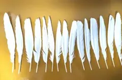 Item thumbnail for item 0cd77482-8555-4ae4-b38a-673273b14989