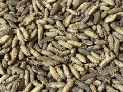 清潔コオロギ　2kg 2.0〜2.5cm多め　冷凍コオロギ 冷凍コオロギ | 月夜野ファームの通販