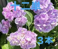 本紫陽花 挿し穂 5本 ブルー 枝 - メルカリ