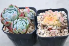 2025年最新】メビナ錦の人気アイテム - メルカリ