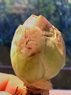 No.s507 グリーノビア　パルマハイブリッド　アエオニウム　多肉植物