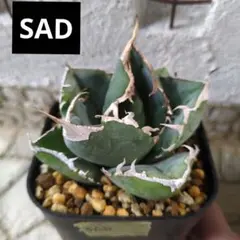 まるまる様 リクエスト 2点 まとめ商品