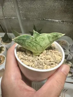 2025年最新】サンスベリアの人気アイテム - メルカリ