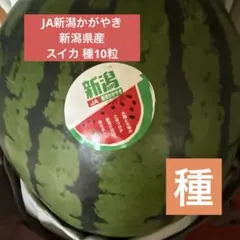 本日大サービスきたー‼️5500→ジャスト5000円日本一の大栄すいかSP特大3 本日大サービスきたー‼️5500→ジャスト5000円日本一の大栄すいかSP