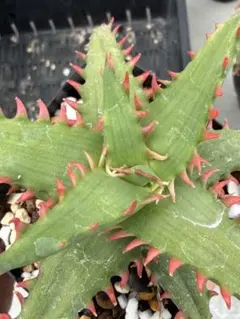 アロエ ハイブリッド Aloe hybrid 第四種 JLー14 - メルカリ