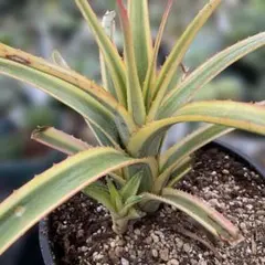 アガベ デスメティアーナ 糊斑 縞斑 パリー トランカータ 観葉植物