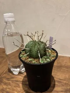 2025年最新】スーパーバリダの人気アイテム - メルカリ