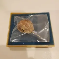 カブトガニの標本 竹フレーム付き 2025年最新】カブトガニ 標本の人気アイテム - メルカリ