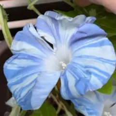 朝顔の種★曲水の宴★5粒のサムネイル