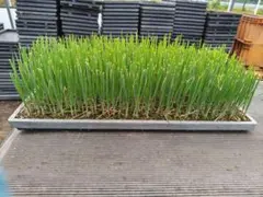 値下げしまた　長ネギ苗　大河の轟約500本チェーンポット