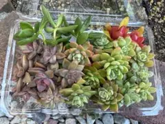 多肉植物詰め合わせ