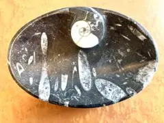 2026年最新】アンモナイト プレートの人気アイテム - メルカリ