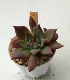 2025年最新】コロラータアテマハックの人気アイテム - メルカリ