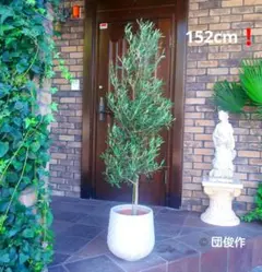 オリーブ シプレッシーノ 155cm❗ 8号鉢 涼しげ 清潔感 清涼仕立て