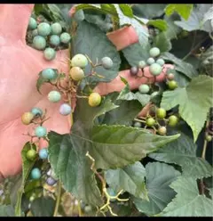 2025年最新】馬ぶどうの実の人気アイテム - メルカリ