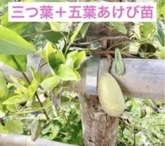 三つ葉+ 五葉あけび抜き苗2本セット 2年目 Aのサムネイル