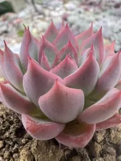 ら*る様 【極上苗】ケーレス リンゼアナ 多肉植物 エケベリア 自家繁殖