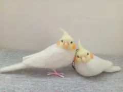 【ぴこ24様　確認用】オカメインコとウロコインコ