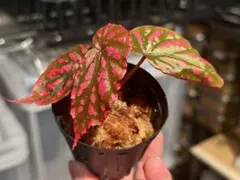 原種ベゴニア ネグロセンシス/Begonia negrosensis
