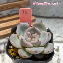 ミックスベリア ブルーベリームーン（根あり）おらいさん 抜き苗発送