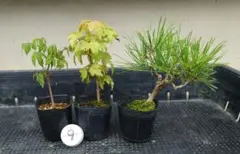2026年最新】bonsai の人気アイテム - メルカリ