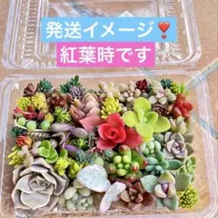多肉植物♡カット苗 詰め合わせ（お任せ）寄せ植えのお供に メルカリ便❣️のサムネイル