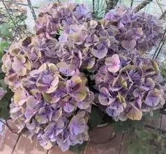 福岡県鬼木様の紫陽花☆筑紫路風☆8号鉢☆ - メルカリ