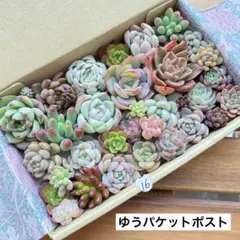 16 多肉植物　多肉弁当　詰め合わせ　寄せ植え　セット　カット苗　韓国苗　セダム