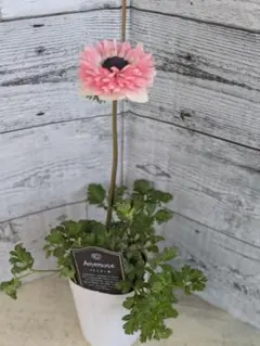 【現品・ポットまま発送】超希少　アネモネクラシカルピンクサーモンピンク33
