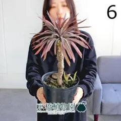 2026年最新】ユッカ デスメティアーナの人気アイテム - メルカリ