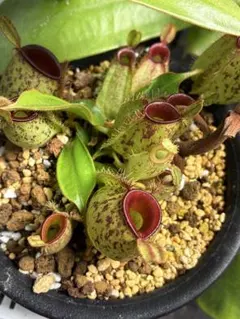その他観葉植物 Cephalotus follicularis SOHG 02 BCP Cephalotus follicularis SOHG 02 BCP - メルカリ