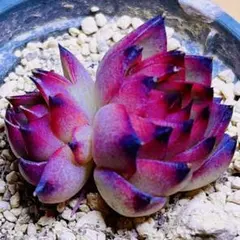多肉植物 ⭐️ヘレナ⭐️韓国苗育成 抜き苗 g141 - メルカリ