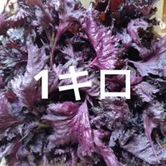 赤しそ　赤紫蘇　1キロ６1のサムネイル
