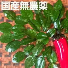 【国産無農薬 】コブミカン生葉 25枚(約10g) バイマックル カフェアライムのサムネイル