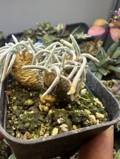 稀少・赤花】3 うつぼ錦 アボニア クイナリア コーデックス 冬型 塊根