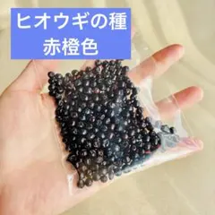 ヒオウギ（檜扇）の種 赤橙色｜2025年採種｜耐寒性｜ドライフラワーも楽しめる