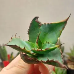 2026年最新】黒火焔の人気アイテム - メルカリ