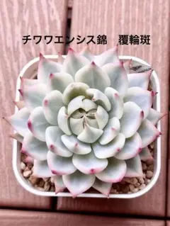 多肉植物 チャンウェイ錦♡抜き苗 - メルカリ